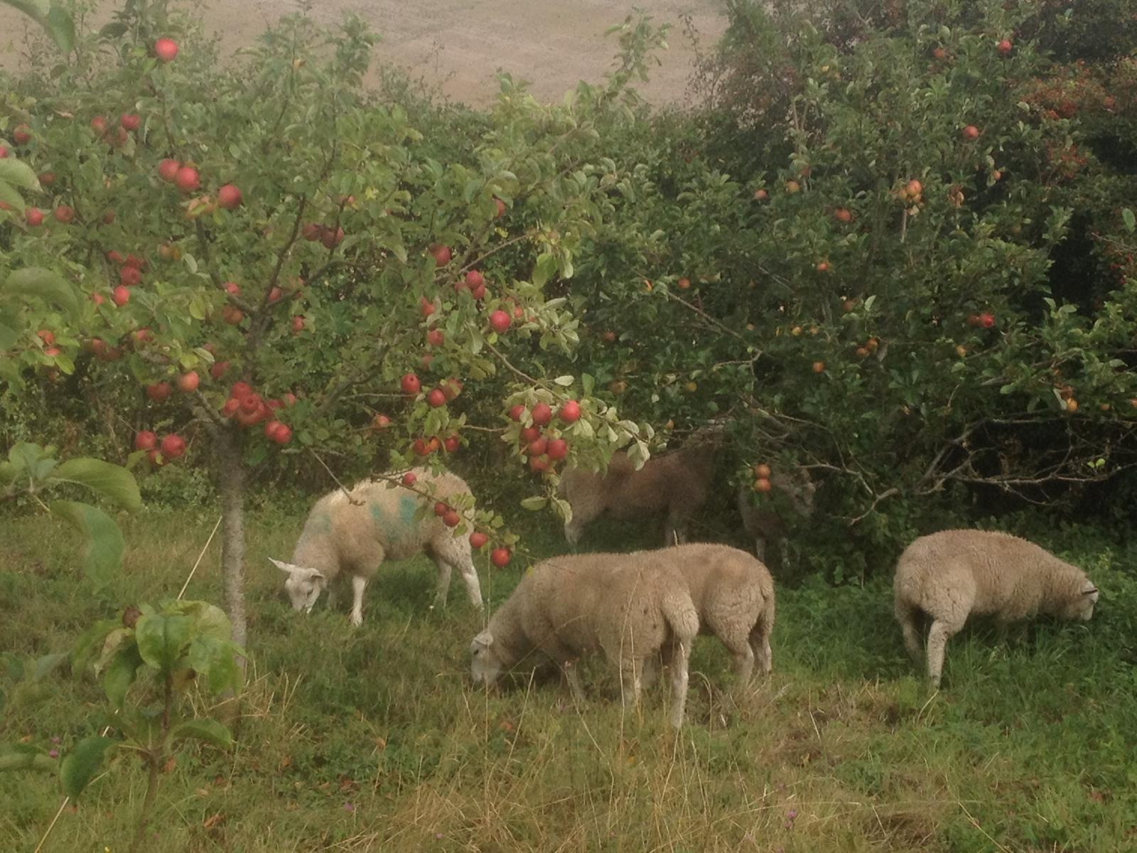 Sheep grazing under apple trees